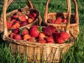 Wooden baskets full with red, ripe strawberries on the ground with green grass in summer. Fruits and food from backyard garden in Royalty Free Stock Photo