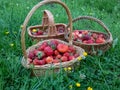 Wooden baskets full with red, ripe strawberries on the ground with green grass in summer. Fruits and food from backyard garden in Royalty Free Stock Photo