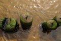 Wooden beams are part of an old pier. Pylons stand out of the shallow water