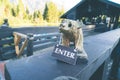 Wooden bear carving enter sign to enter a queue for a boat ride on a dock. Taken at Jenny Lake, Grand Teton National Park Wyoming Royalty Free Stock Photo
