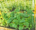 A wooden bed with young cucumbers, trimmed with threads for the growth and weaving of the plant. A blooming cucumber and Royalty Free Stock Photo