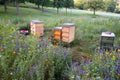 Wooden bee hives in a field of wildflowers Royalty Free Stock Photo