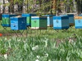 The wooden bee hives in spring garden. Vertical stackable frame hives Royalty Free Stock Photo