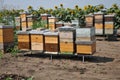 Wooden beehive