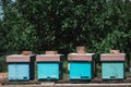 Several blue Styrofoam hives. Wooden beehive. Apiary, beekeeping Royalty Free Stock Photo