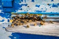 Wooden beehive and bees. Close up of flying bees. Plenty of bees at the entrance of old beehive in apiary Royalty Free Stock Photo