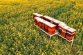 Wooden beehive boxes in blooming rapeseed field, aerial shot drone pov