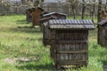 Wooden beehives for bees on green grass with yellow flowers. Old honey bee apiary. Spring countryside view Royalty Free Stock Photo