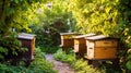 Wooden beehives in garden scene