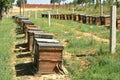 Wooden Beehives in a Grassy Field Royalty Free Stock Photo