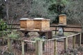 Wooden beehives with honey bees. Beekeeping