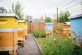 wooden beehives lined up beside a blooming pollinator garden