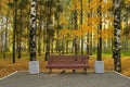 Wooden bench in autumn city park among birches near asphalt path. Royalty Free Stock Photo