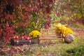 Wooden bench in the autumn park, a chest, flowers, pumpkins with apples, atmospheric autumn