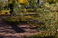 Wooden bench in the autumn park framed by bushes