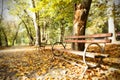 Wooden bench in autumn park Royalty Free Stock Photo