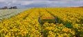 Wooden bench at Carlsbad flower field in California, middle of rows of yellow flower field Royalty Free Stock Photo