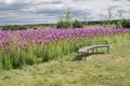 A wooden bench in a field of purple flowers Royalty Free Stock Photo
