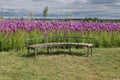 A wooden bench in a field of purple flowers Royalty Free Stock Photo