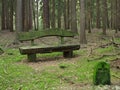 Wooden bench in softwood forest