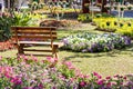 Wooden bench in the flower garden Royalty Free Stock Photo