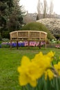 Wooden bench in garden around Yellow narcissus. Spring Nature background with Flowers, selective focus. Outdoor Royalty Free Stock Photo