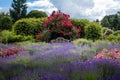 A wooden bench in the garden, surrounded by climbing roses and lavender flowers. Royalty Free Stock Photo