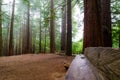Wooden bench in giant sequoia forest on cloudy day with fog Royalty Free Stock Photo