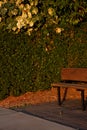 A wooden bench and a green hedge behind Royalty Free Stock Photo