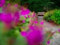 wooden bench on a hidden alley surrounded with beautiful blooming rhododendron shrubs