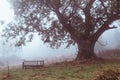 A wooden bench on a hillside underneath a tree on a moody, atmospheric foggy autumns day