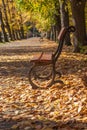 A wooden bench with metal elements stands on the path in the park among the trees. Landscape with autumn sun and shadows Royalty Free Stock Photo