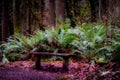 Wooden bench in the middle of the forest with a backdrop of tall green ferns Royalty Free Stock Photo