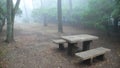 Wooden Bench In Misty Park