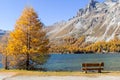 A wooden bench near a golden larch tree