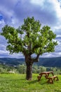 Wooden bench next to a tree. Concept of place to relax. Royalty Free Stock Photo