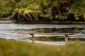 Wooden Bench Overlooking Tranquil Waters