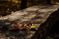 Autumn print. Portrait of still life