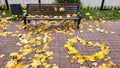 A wooden bench in the park and a heart of autumn yellow maple leaves on the red garden path Royalty Free Stock Photo