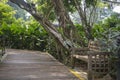 A wooden bench at botanic garden in Singapore Royalty Free Stock Photo