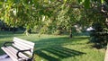 A wooden bench`s shade on grass under a wild apple tree Royalty Free Stock Photo