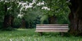 A wooden bench sits under a tree filled with white flowers as petals fall in a park during spring Royalty Free Stock Photo