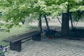 A wooden bench stands on paving slabs under a large maple tree in a nature park. Deciduous maple covers the bench with Royalty Free Stock Photo