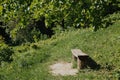 Wooden bench in summer forest Royalty Free Stock Photo