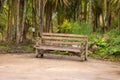 wooden bench in tropical plants garden park, against the background of palms and ferns Royalty Free Stock Photo