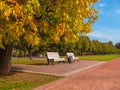 Wooden bench under an autumn tree on the shady alley of the park Royalty Free Stock Photo
