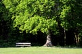 Wooden bench under oak tree Royalty Free Stock Photo