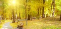 A wooden bench under the red, orange and yellow beech trees in the park. Wide photo Royalty Free Stock Photo