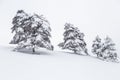 Wooden bench under snowy pine tree on a winter Royalty Free Stock Photo