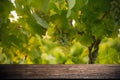 Wooden bench in vineyard - White wine grapes before harvest